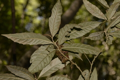 Argophyllum nullumense