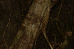 Argophyllum nullumense