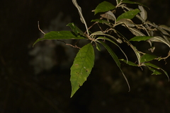 Argophyllum nullumense