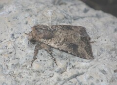Mythimna languida
