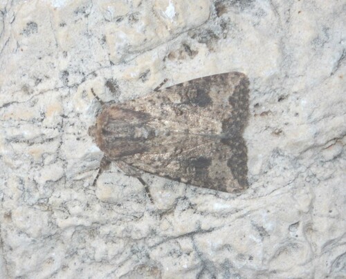 Mythimna languida