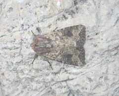 Mythimna languida
