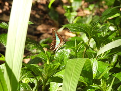 Graphium choredon