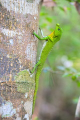 Lyriocephalus scutatus