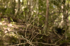 Argophyllum nullumense