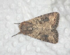 Mythimna languida
