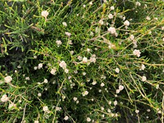 Spyridium eriocephalum