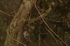 Argophyllum nullumense