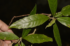 Argophyllum nullumense