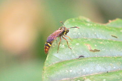 Eustenogaster eximia