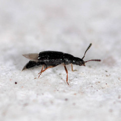 Acrolocha sulcula