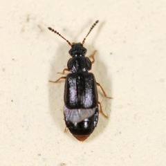Acrolocha sulcula