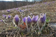 Pulsatilla grandis