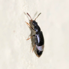 Acrolocha sulcula
