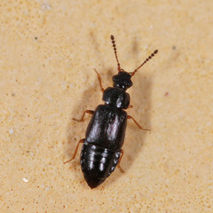 Acrolocha sulcula