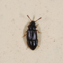 Acrolocha sulcula