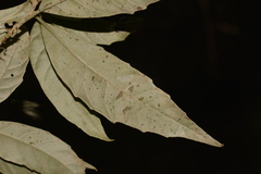 Argophyllum nullumense