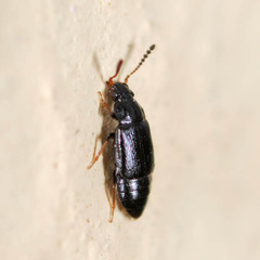 Acrolocha sulcula