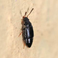 Acrolocha sulcula