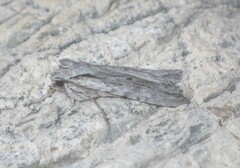 Lithophane leautieri