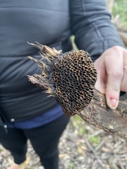 Hexagonia vesparia