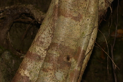 Argophyllum nullumense