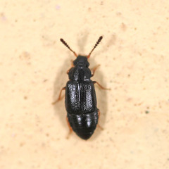 Acrolocha sulcula