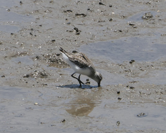 Calidris falcinellus