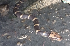 Homalopsis buccata