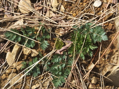 Kitagawia terebinthacea