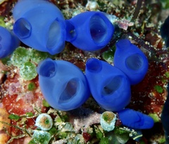 Rhopalaea