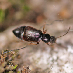 Lesteva longoelytrata