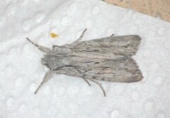 Lithophane leautieri