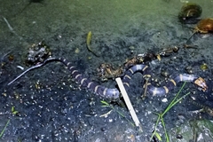 Homalopsis buccata