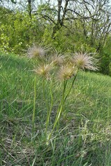 Pulsatilla grandis