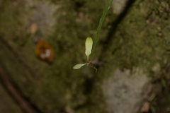 Asplenium attenuatum