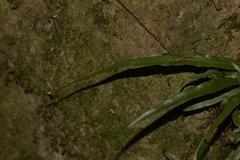 Asplenium attenuatum