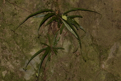 Asplenium attenuatum