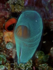 Rhopalaea