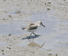 Calidris falcinellus