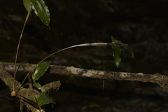 Dendrobium tetragonum