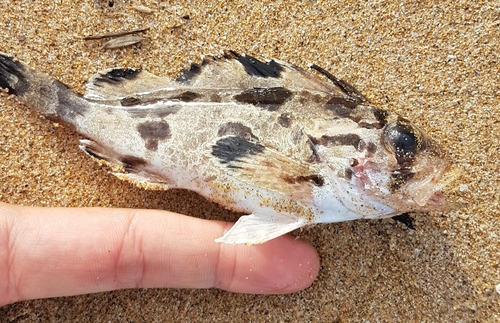 Gymnapistes marmoratus