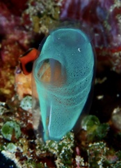 Rhopalaea