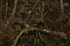 Dendrobium tetragonum
