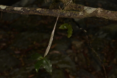 Dendrobium tetragonum