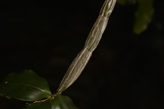 Dendrobium tetragonum