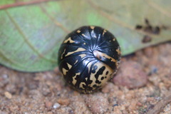 Arthrosphaera versicolor