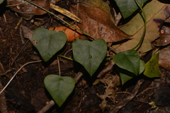 Echinostephia aculeata