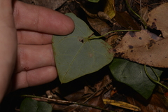 Echinostephia aculeata