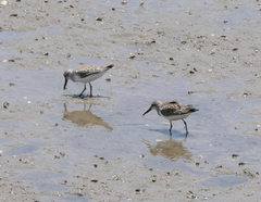 Calidris falcinellus